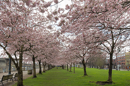 波特兰海滨樱桃花树人行道季节公园草地植物花园樱花花朵市中心旅行图片