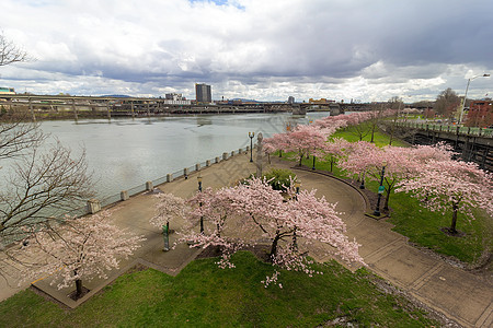 波特兰海滨樱桃花人行道市中心旅行草地花园景观小路花朵桥梁季节图片