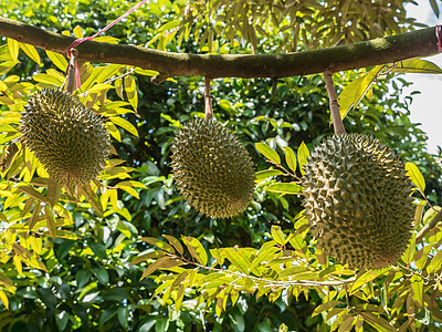 果园里新鲜的杏仁国王生产水果收成食物农业季节种植园小吃蔬菜图片