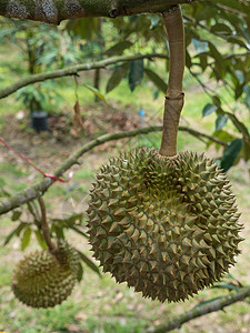 果园里新鲜的杏仁食物蔬菜国王种植园摊位小吃收成农业植物榴莲图片