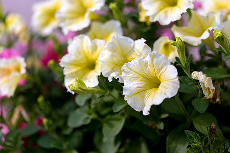白小树脂植物学园艺花园植物植物群生活静脉环境叶子白色图片