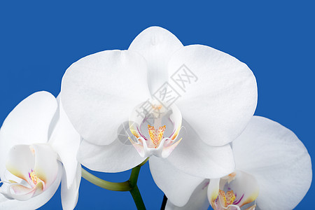 白兰花的浪漫分枝植物学温泉礼物异国展示花瓣花朵蓝色枝条植物群图片