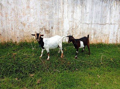 农场上两个可爱的白羊和两只肥嫩的山羊 在外边放牧图片