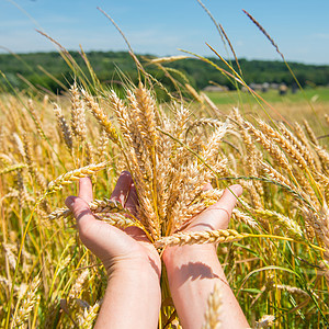 小麦在手中粮食面包玉米农场食物金子男人场景树木谷物图片