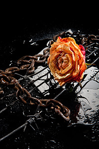 玫瑰 链条和刺线礼物生活黑色作品风格饮料工作室植物金属黄色图片