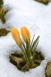 雪中花朵阳光植物植物群草地花园季节投标花瓣生长生存图片