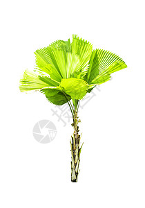 棕榈树被孤立弯曲圆叶衬套荒野叶子生长植物盆栽棕榈植物学图片