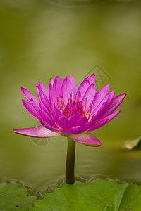 美丽的粉红色水面池塘热带美德叶子荷花旋转植物群宗教植物植物学图片
