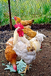 鸡蛋白鸡和鸡图片