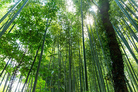 绿竹林太阳射线丛林叶子文化植物生长阳光热带管道图片