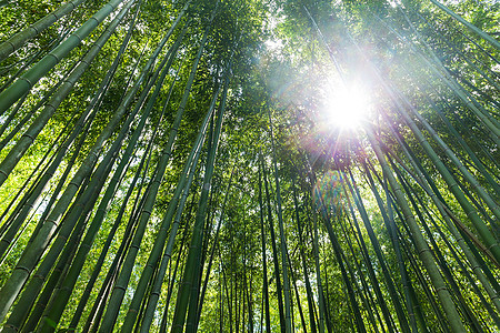 日本京都亚林山的竹林竹木树林植物绿色花园森林叶子图片