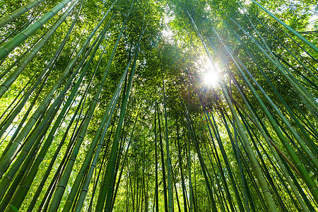 高竹竹林太阳绿色热带天空植物花园植物群木头森林公园图片