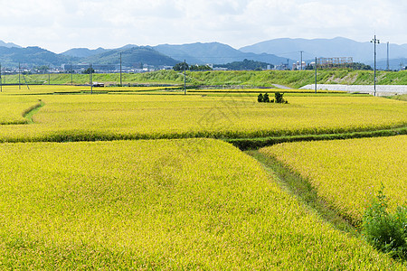 稻田季节环境生长谷物农村蓝色叶子农场旅行假期图片