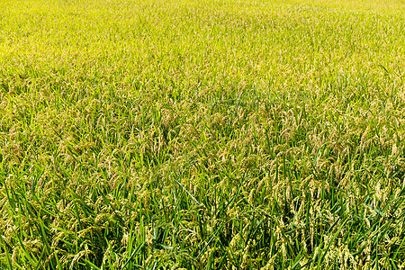 稻田饭外观植被蓝色收成树叶绿色农村白色农业植物图片