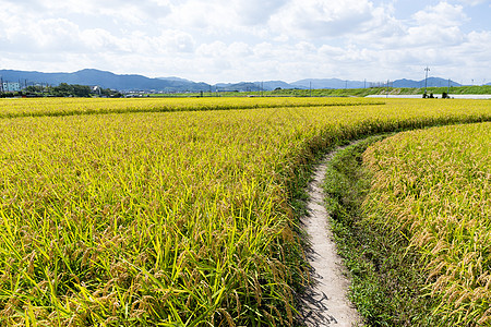 美丽的稻田叶子热带收成农场种子金子生长粮食农田食物图片