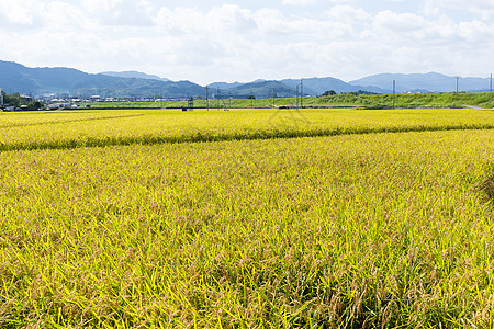 稻田草地场地蓝色农村农场种子农田季节热带食物谷物图片