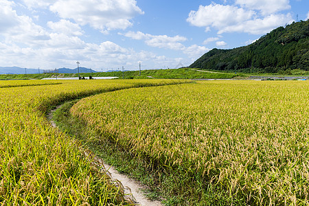 亚洲稻田牧场叶子人行道稻草草地农场种植园栽培风景蓝色图片