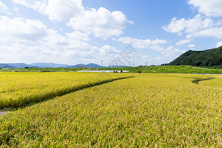 大稻草地热带场地种子生长草地谷物食物金子环境农场图片
