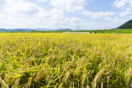 稻米田边距培育农业绿色粮食食物农田季节乡村农村图片
