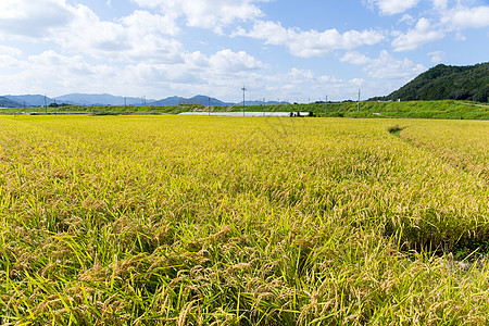 大稻草地农田栽培稻田生长培育生产食物谷物农场农业图片