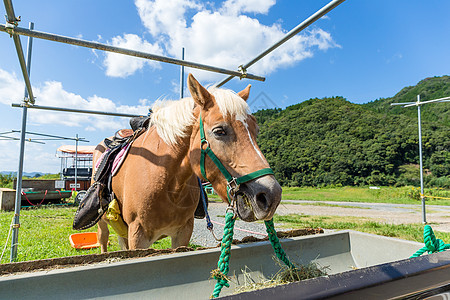美丽的马匹马术乡村动物展示赛车手干草骑术稻草哺乳动物姿势图片