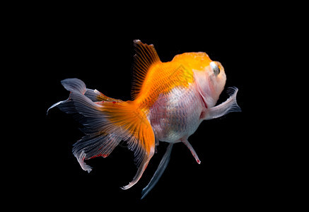 金鱼的背面景色运动宠物鱼缸生活橙子金子动物游泳液体黄色图片