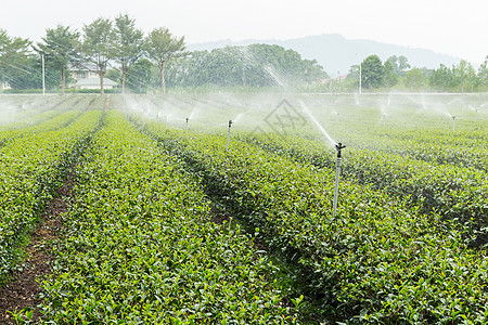 绿色茶叶农场爬坡生长蒸汽风景食物栽培旅行高地场景农村图片