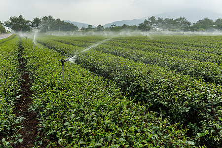 TaiWan茶叶种植园农田农业植物群草地热带阳光场景天空土地爬坡图片