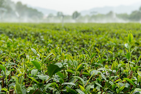 配有滴水的茶叶厂高地太阳种植园森林文化草地场景闲暇农业地区图片