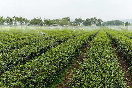 TaiWan茶园图片