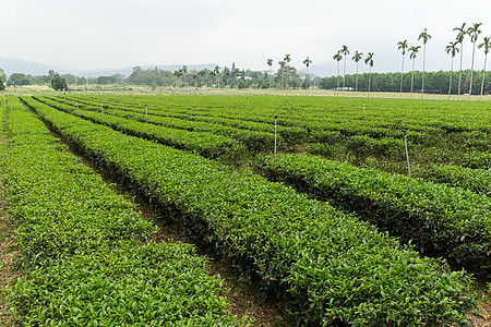 TaiWan绿色茶叶种植园图片