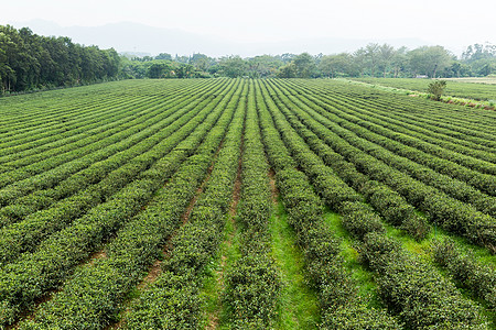 茶叶种植田旅行国家曲线农场阳台场地高地乡村爬坡煎茶图片