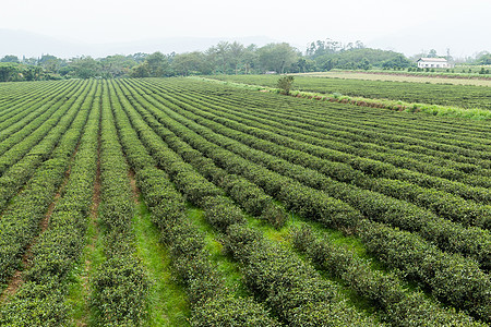 绿色茶叶农场阳台风景天空种植园植物生长农业高地洒水器叶子图片