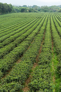 山上茶叶农场图片