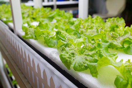 植树水栽培系统饮食农业塑料沙拉花园食物培育栽培营养植物图片