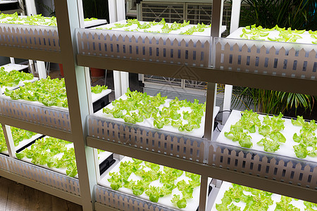 水分器架植物工厂叶子养殖水培法生物学收获种植园农业温室图片