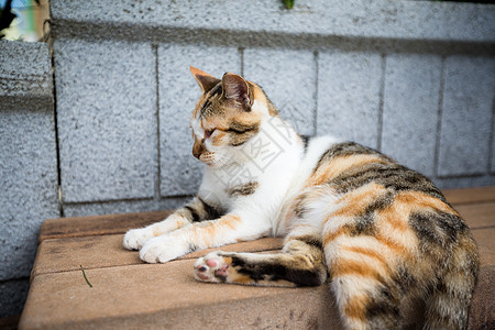 可爱猫白色毛皮兽医黑色棕色灰色宠物婴儿哺乳动物街道图片