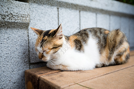 沉睡猫婴儿黑色动物棕色毛皮白色兽医宠物哺乳动物灰色图片