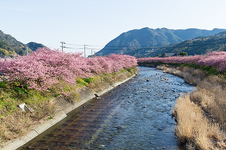 川津的樱树天空农村季节植物群艺术植物学村庄水果花园城市图片