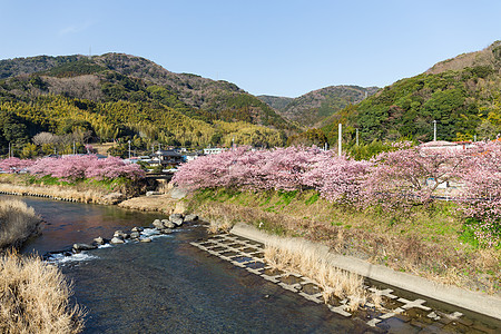 川津河边有樱桃树图片