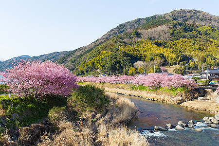 植物水川津市有背景