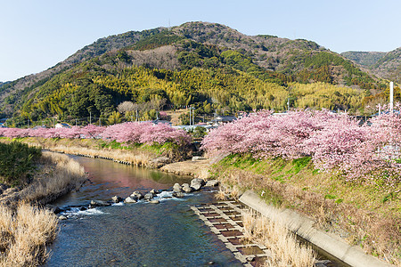 川津市的樱树阳光白色季节建筑学地标文化城市农村旅行武士图片