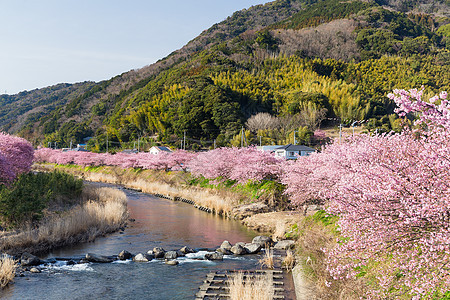 川津的樱花艺术水果村庄压痛花园农村蓝色植物学季节城市图片