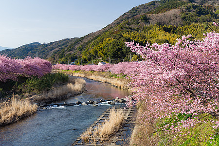 川津市的樱树天空樱花农村村庄季节植物群花园花瓣粉色城市图片