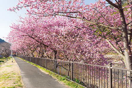 日本的樱花天空农村地标木头花瓣花园旅行村庄旅游风景图片