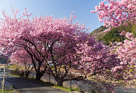 樱树花瓣村庄天空季节公园人行道蓝色植物图片