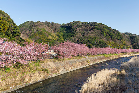 樱树和川津河图片