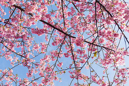 樱花对抗蓝天图片