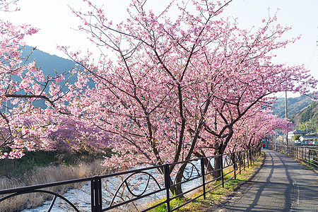 川津市的樱花花树图片