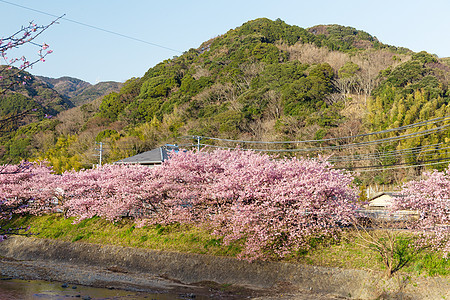 川津市的樱树村庄阳光季节野餐农村天空时间爬坡传统岩石图片